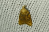 Aleimma loeflingiana