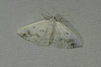 Lomographa temerata