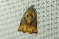 Archips podana