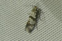 Scythropia crataegella