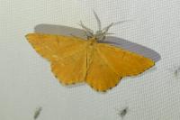 Angerona prunaria