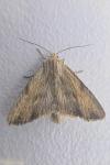 Apamea lithoxylaea
