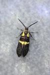 Dasycera oliviella