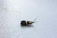 Dasycera oliviella