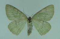 Geometra papilionaria