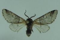 Furcula furcula