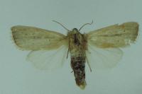Sesamia nonagrioides
