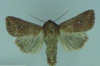 Mythimna albipuncta