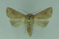 Mythimna ferrago