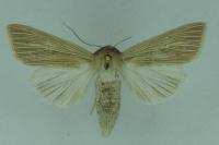 Mythimna pallens