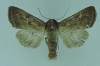 Lacanobia oleracea