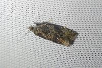 Celypha lacunana