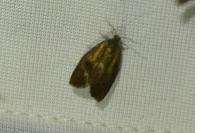 Ptycholoma lecheana