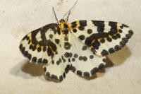 Abraxas grossulariata