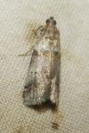 Acrobasis