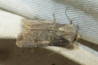 Agrotis puta