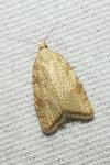 Aleimma loeflingiana