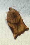 Archips podana