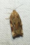 Archips xylosteana