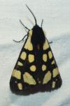 Arctia villica