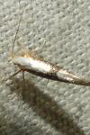 Argyresthia spinosella