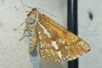 Bupalus piniaria