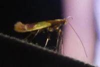 Caloptilia alchimiella