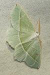 Campaea margaritaria
