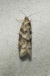 Cnephasia