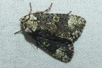 Craniophora ligustri