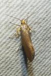 Crassa unitella