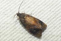 Ditula angustiorana