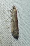 Ephestia