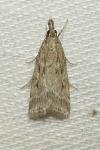 Eudonia pallida