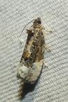 Hedya nubiferana