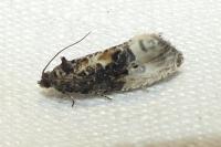 Hedya nubiferana