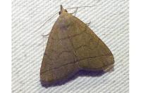 Herminia tarsipennalis