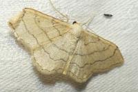 Idaea aversata