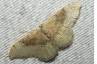 Idaea degeneraria