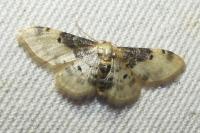 Idaea filicata