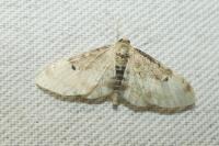 Idaea filicata