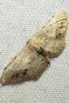 Idaea trigeminata