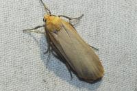 Katha depressa
