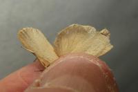 Katha depressa