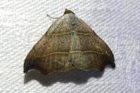 Laspeyria flexula