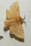 Malacosoma neustria