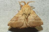 Malacosoma neustria