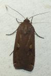 Noctua pronuba