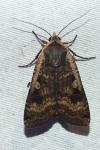 Noctua pronuba