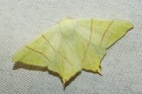 Ourapteryx sambucaria